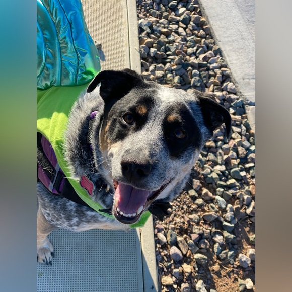 Hello. My name is Marcella. Nova is my service dog’s name. - Picture 9 of 15